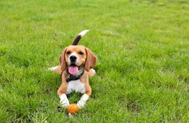 Pet Park