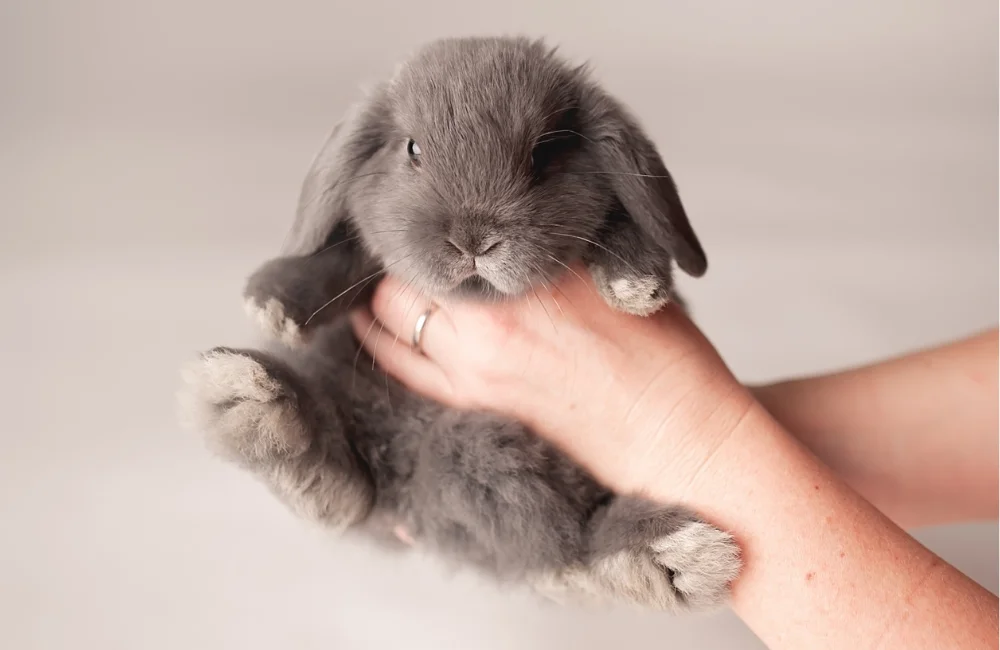 กระต่าย