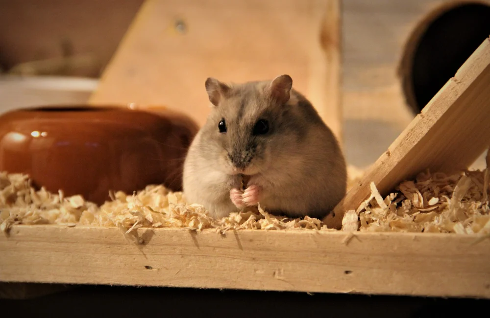 แฮมสเตอร์