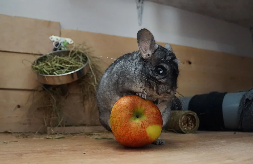 ชินชิล่า