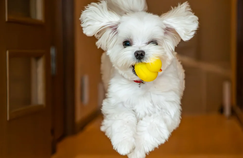 สุนัขมอลทีส