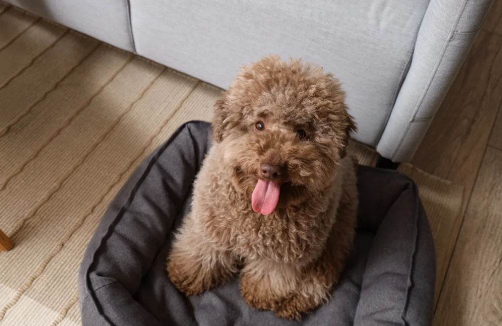 สุนัขทอยพุดเดิ้ล