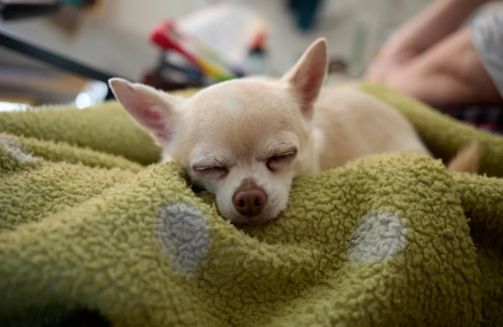 สุนัขชิวาวา