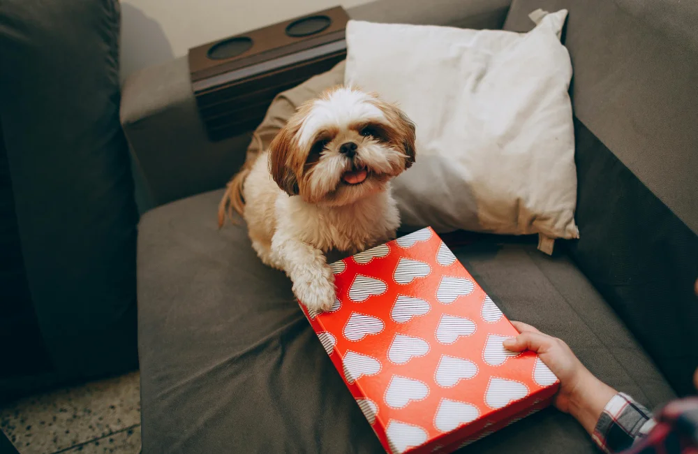 สุนัขชิสุ