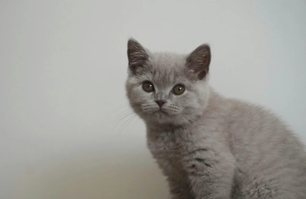 แมวบริติชชอร์ตแฮร์