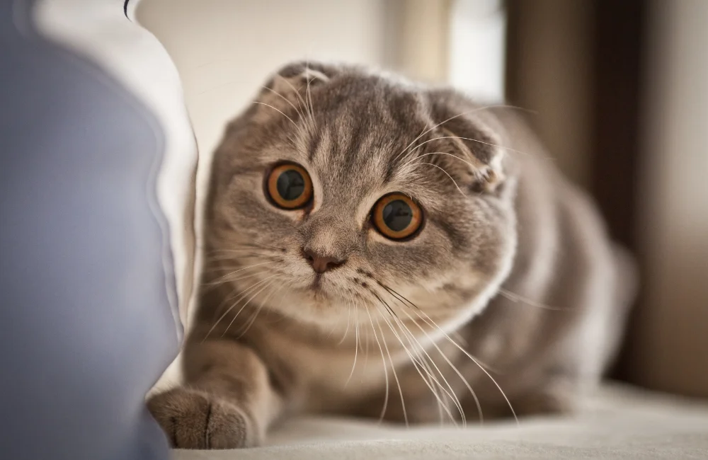 แมวสก๊อตทิช โฟลด์