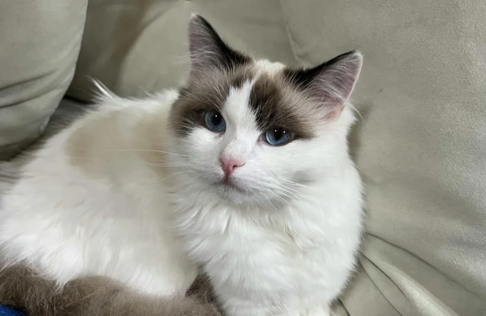 แมวแร็กดอลล์