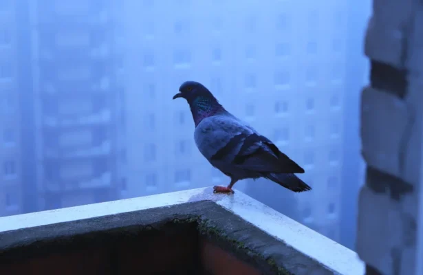 วิธีไล่นกพิราถาวร