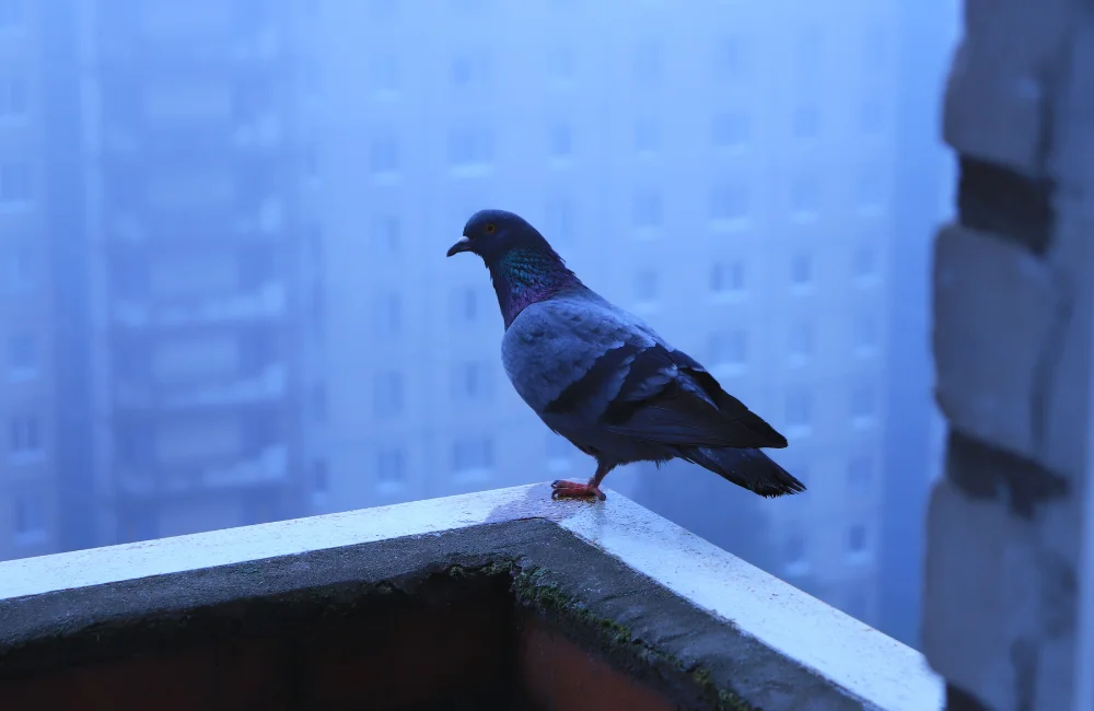 วิธีไล่นกพิราถาวร