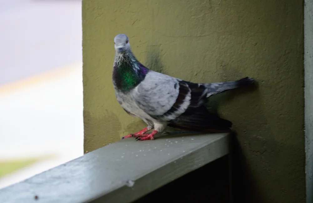 นกพิราบที่ระเบียง