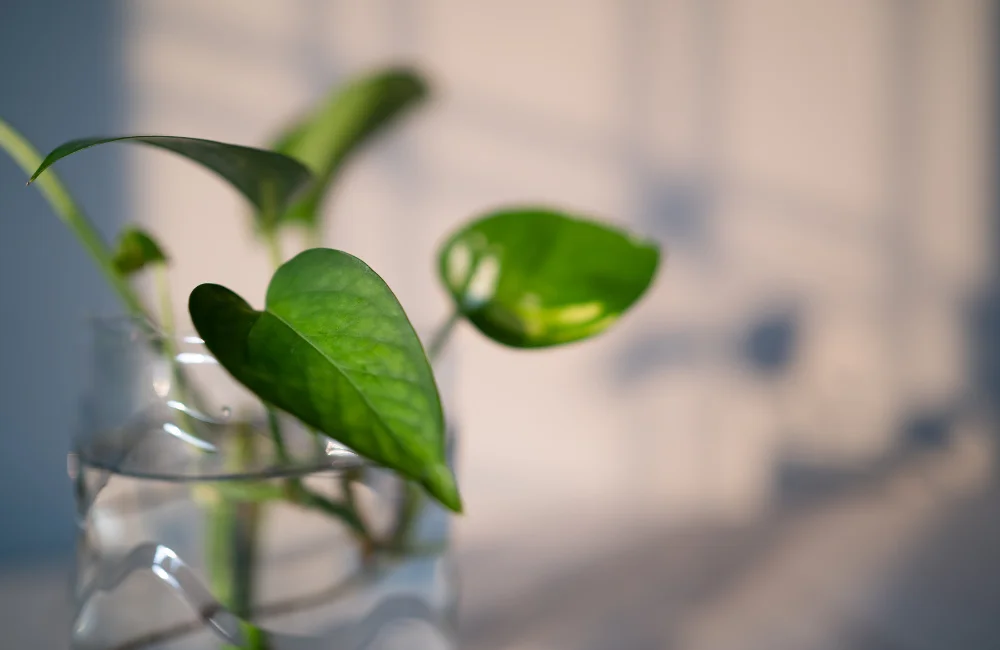 ปลูกต้นไม้ฟอกอากาศ