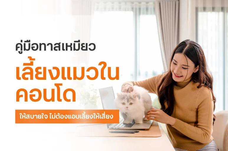เลี้ยงแมวในคอนโดอย่างไรให้สบายใจ